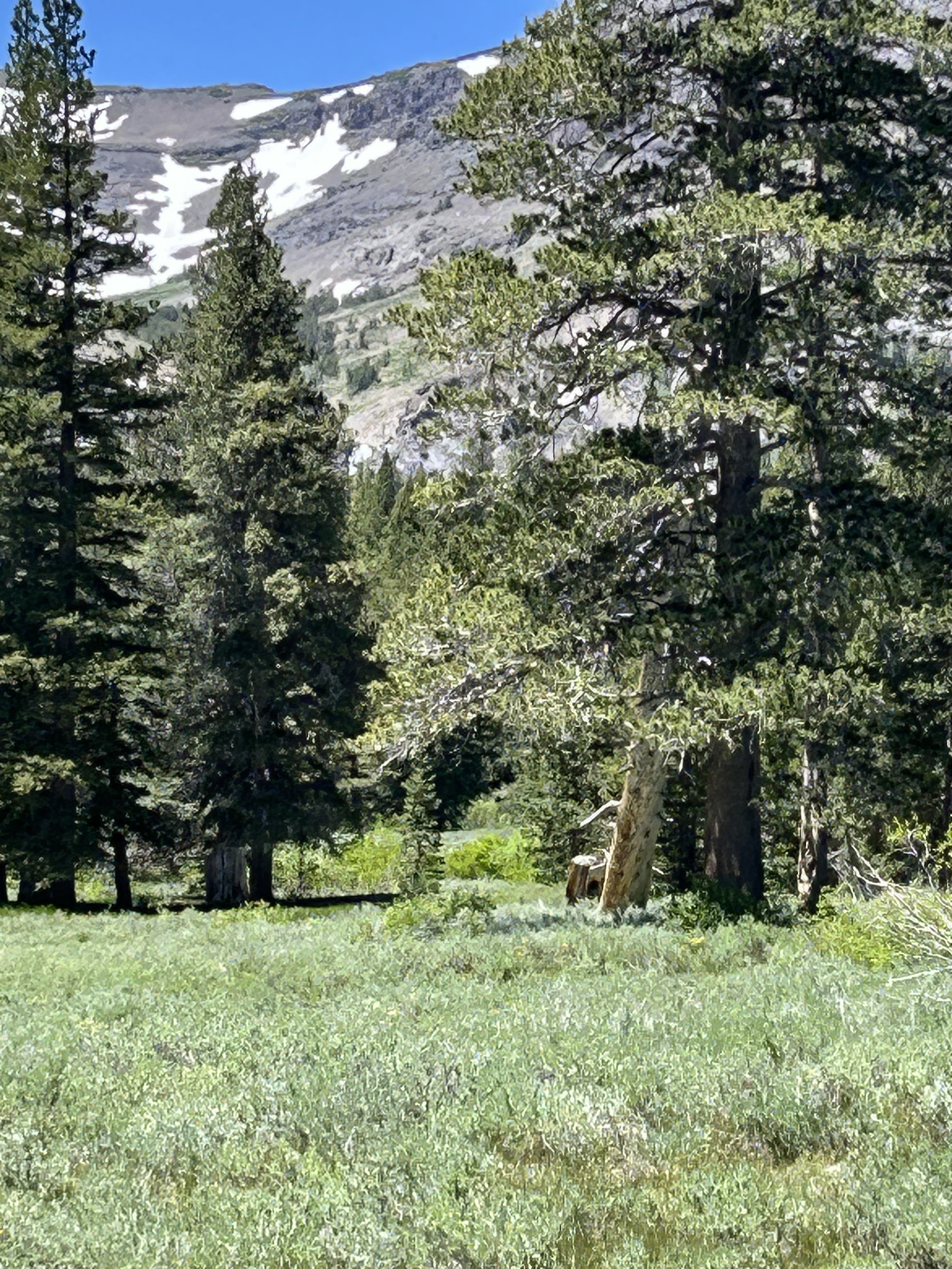 Meadow Beneath the Cornice — Sierra Crest, Nevada line, 2023